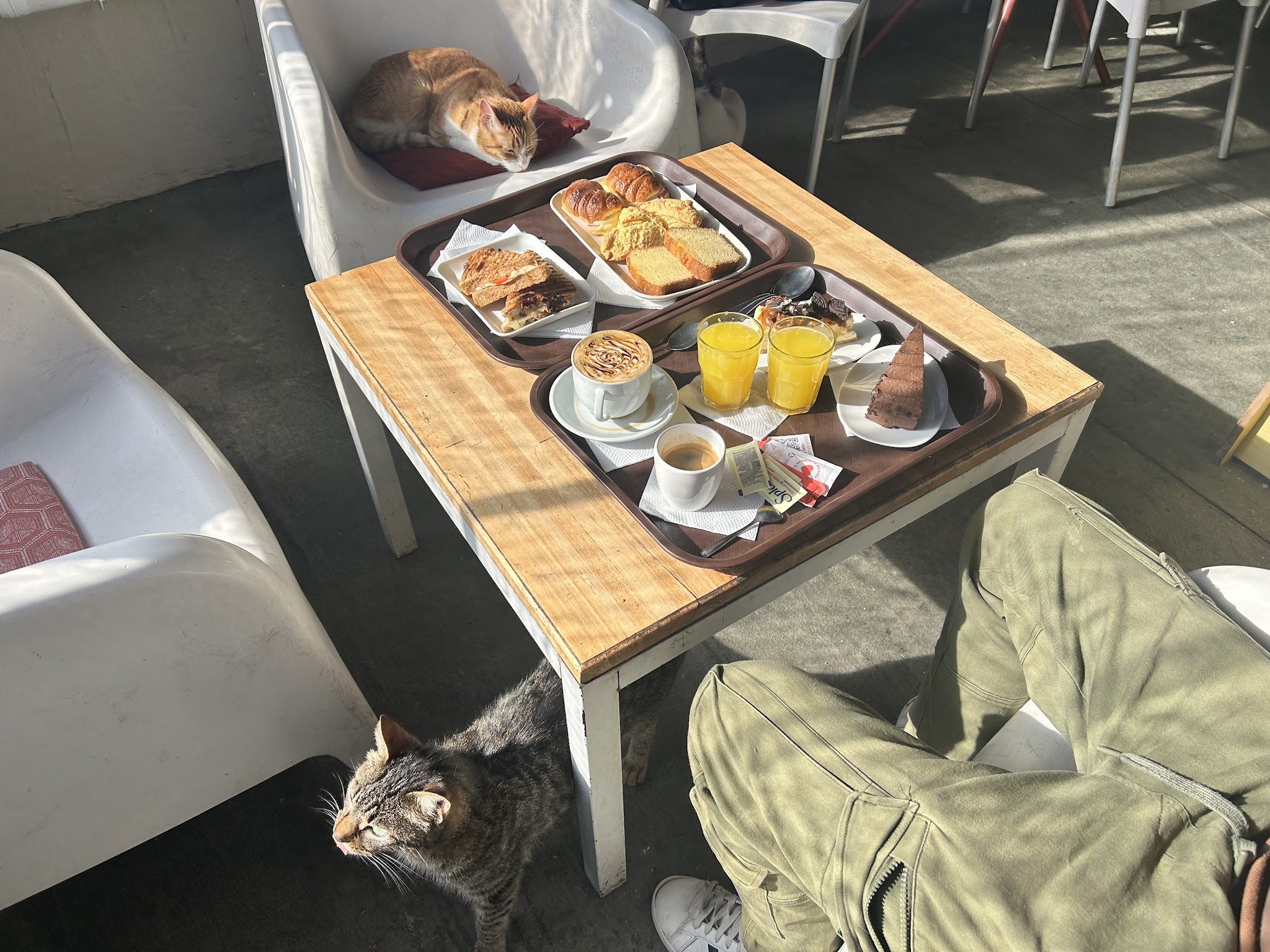 Telizzia Cat Café