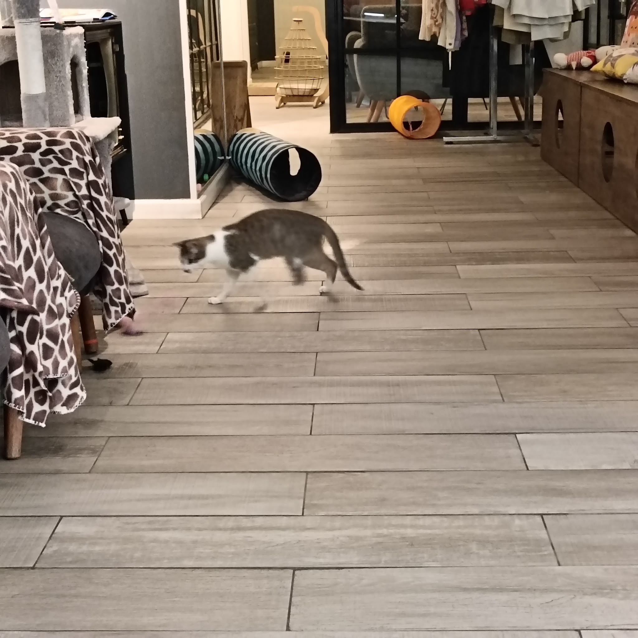 Cafelino Café & Adoption Center